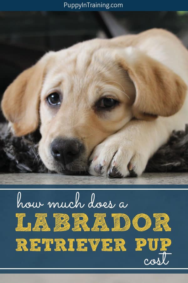 How much does a Labrador Retriever puppy cost? You’re not going to like the answer…it depends. Oh and by the way, the initial expense of buying a puppy is a small amount compared to what you need to budget for a puppy for his lifetime. The answer: A Labrador puppy is not cheap. #labradorpuppycost #puppycost #costforapuppy #howmuchforapuppy #puppyexpenses #labpuppy