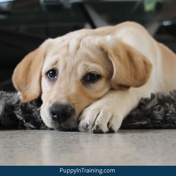 How much does a Labrador Retriever puppy cost?