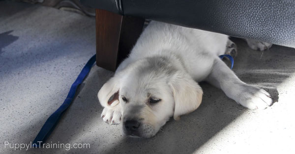 Archer was the first Labrador Retriever we bought.