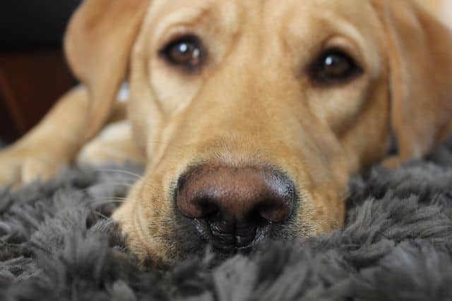 Labrador's Pink Nose