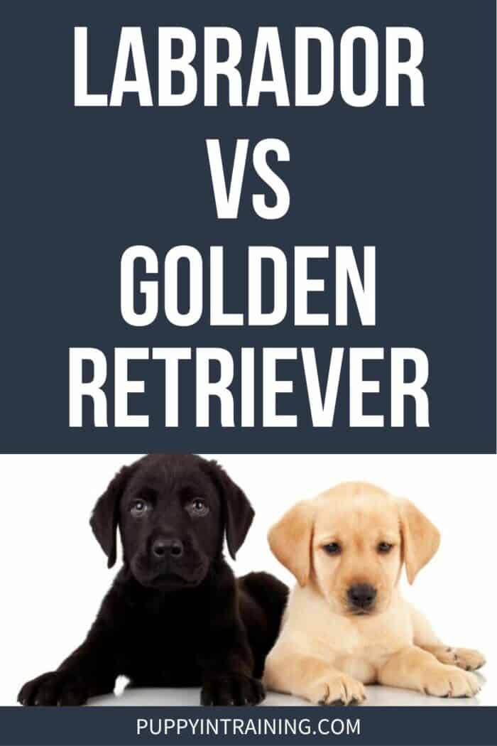 Labrador vs Golden Retriever - black and yellow lab puppy in down position