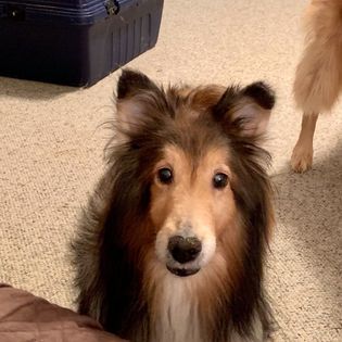 Rescued sheltie Lady paying attention