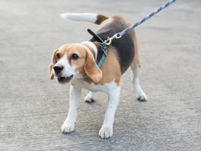 Leash Reactivity In Dogs - Beagle pulling on leash and growling.