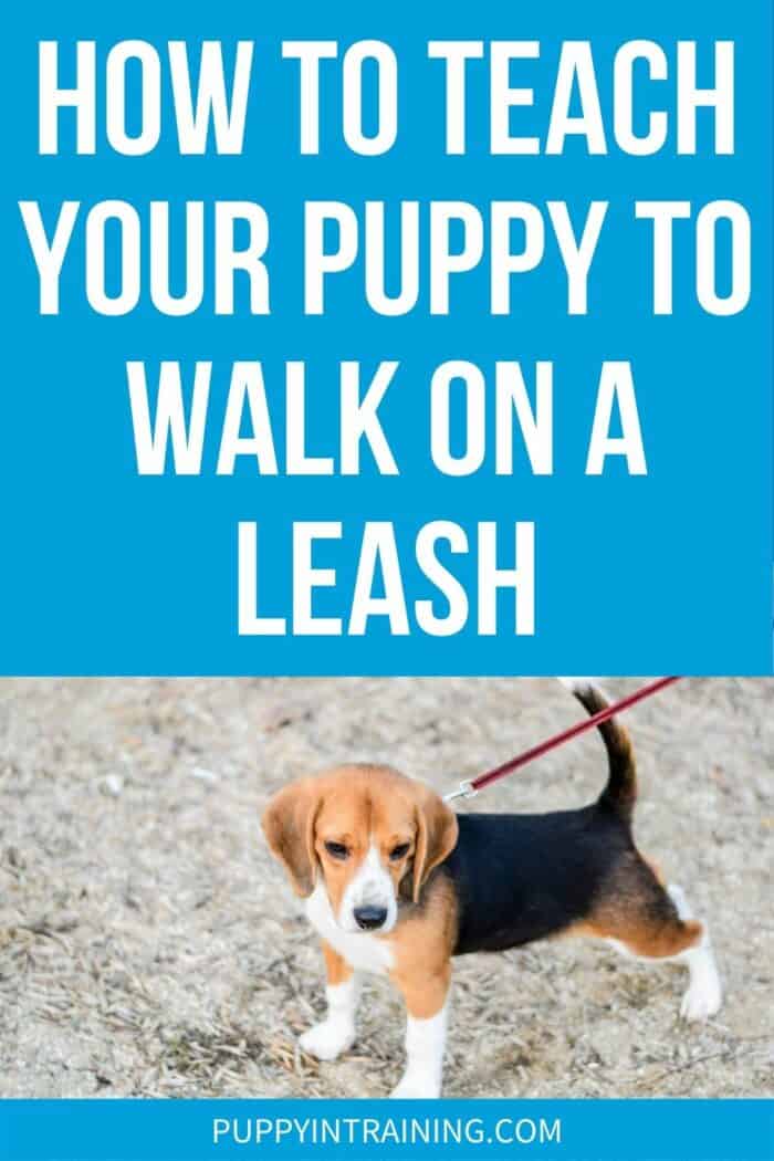 How To Teach Your Puppy To Walk On A Leash - Beagle puppy pulling on her leash