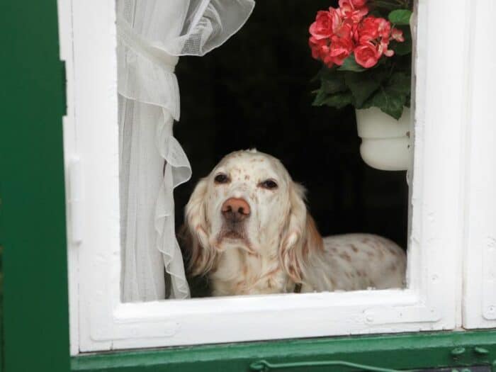 Dog Home Alone - Spotted dog staring out the window