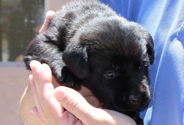 English Black Lab puppy