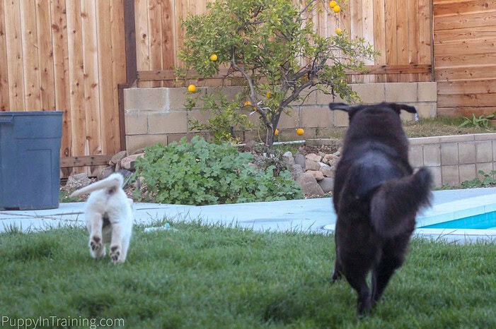 Linus and Charlie Chase