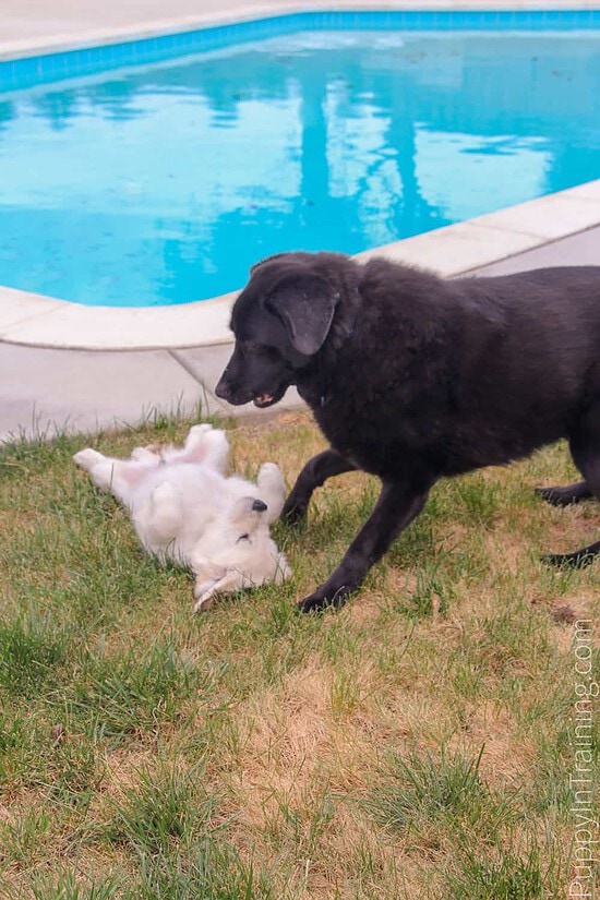 Linus and Charlie