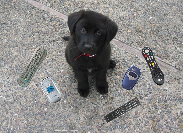 Aussie puppy likes eating electronics