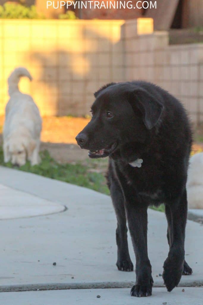 Our Aussie Mix Linus Was A Healthy Boy. Black Dog walking with Golden In Background