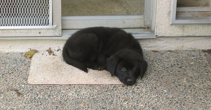 Linus Puppy, Down-Stay