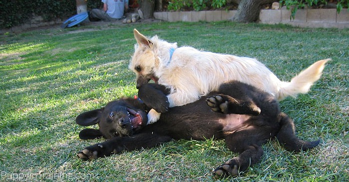 Puppy Linus playing with Ralphie