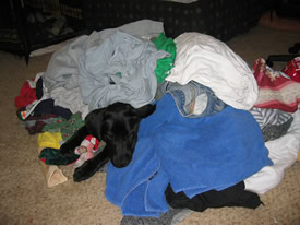 Linus in the laundry