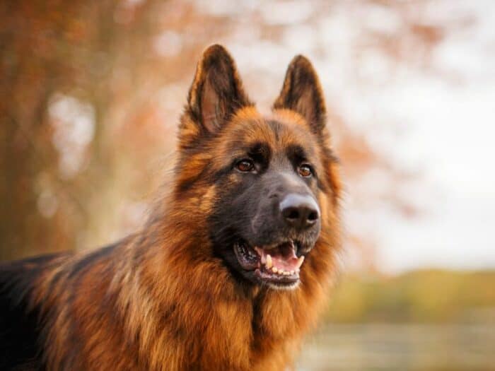 Long Haired German Shepherd