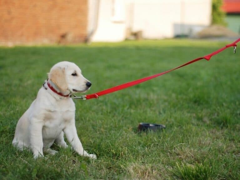 How To Use a Long Line When Training Your Dog