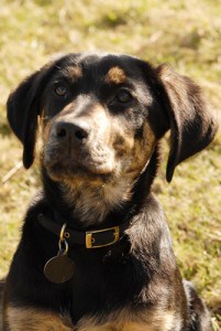 Black and Tan Lab - Louis