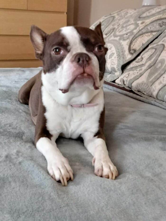 Boston Terrier, Lucy on the bed