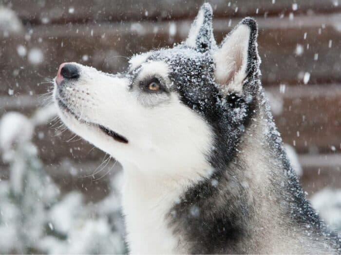 Husky In The Snow