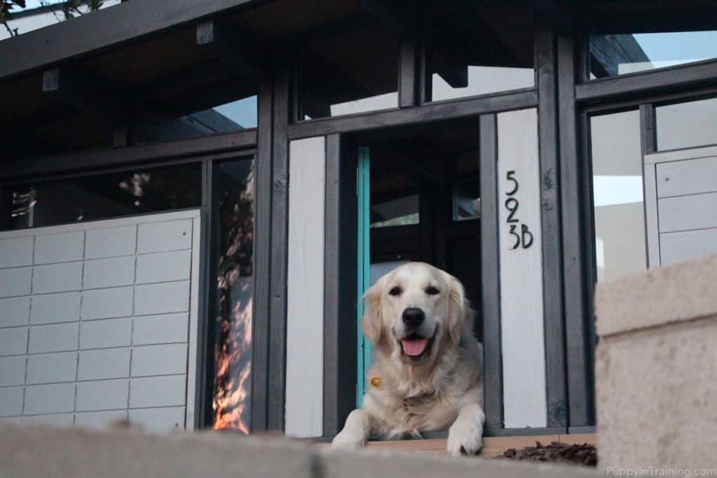 A happy Golden in her custom Eichler dog house.