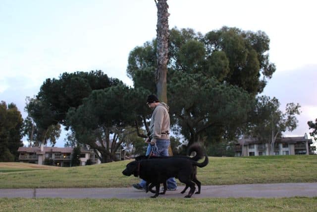 Working on dog leash aggression with Stetson and Linus