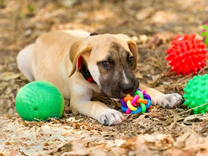 Mental Enrichment Ideas For Dogs - puppy playing with multiple toys.