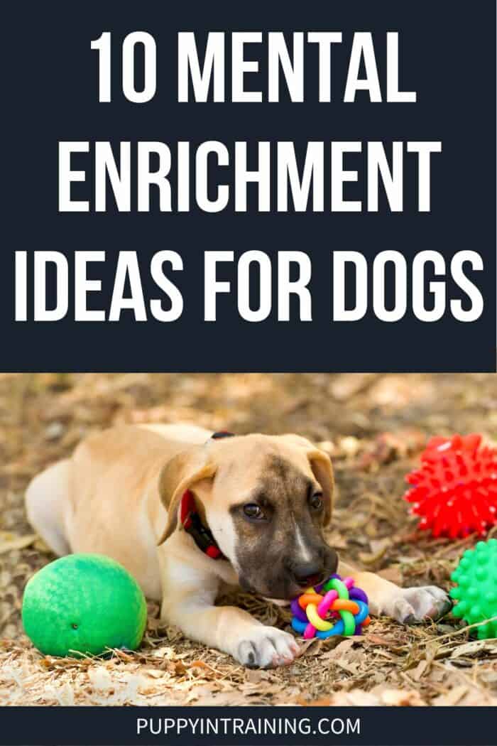 10 Mental Enrichment Ideas For Dogs - puppy playing with multiple toys