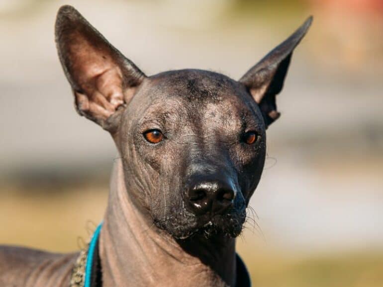 Xoloitzcuintli Mexican Hairless Dog