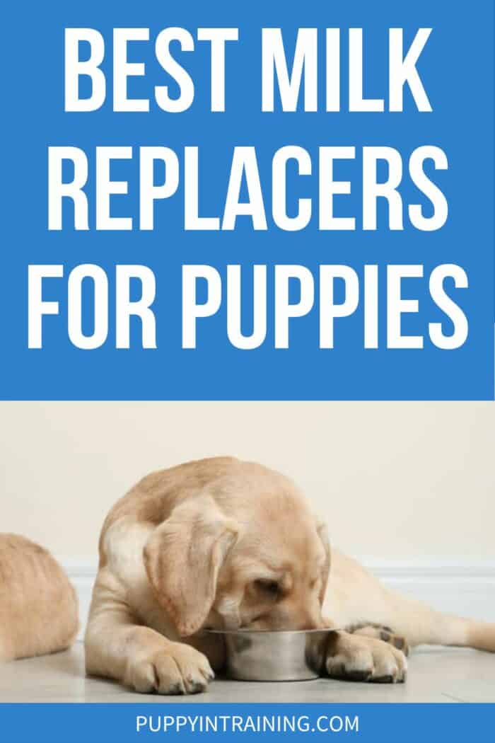 Best Milk Replacers For Puppies - yellow lab puppy with nose in dog bowl.