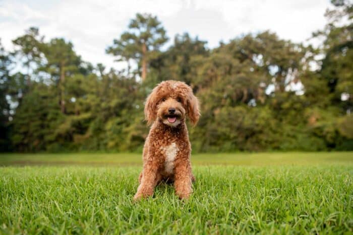 mini goldendoodle