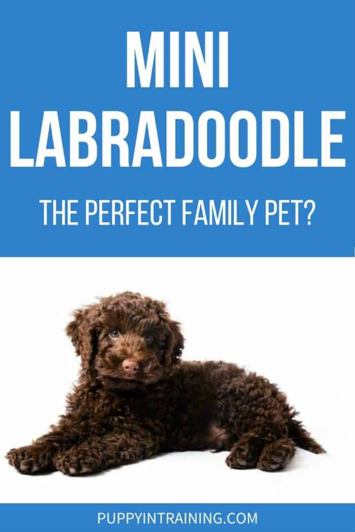 Mini Labradoodle - The Perfect Family Pet? - brown labradoodle in a down position