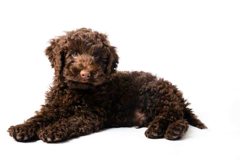 Mini Labradoodle