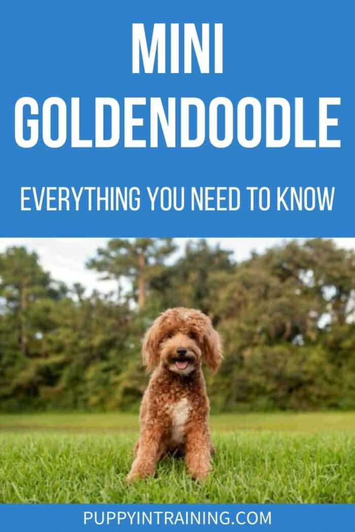 Mini Goldendoodle - Everything You Need To Know - mini goldendoodle sitting in the middle of a field staring at camera.