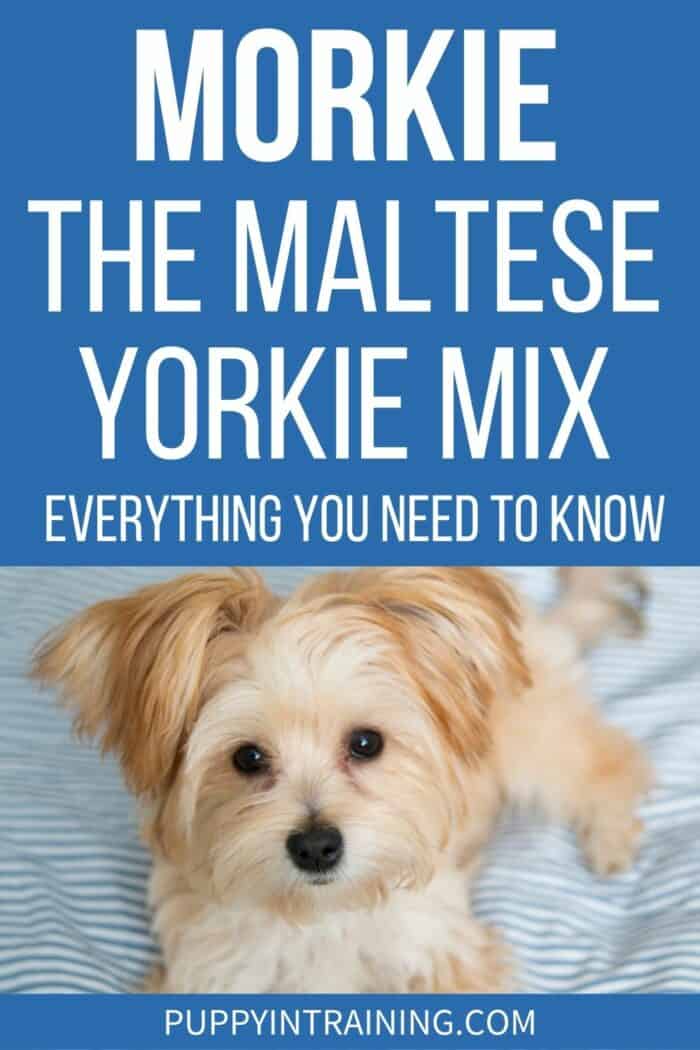 Morkie - The Maltese Yorkie Mix - Everything You Need To Know - Morkie lying down on bed