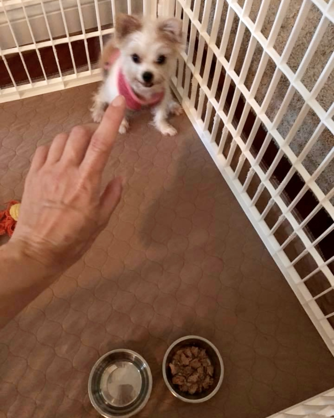 Morkie Madison in her playpen