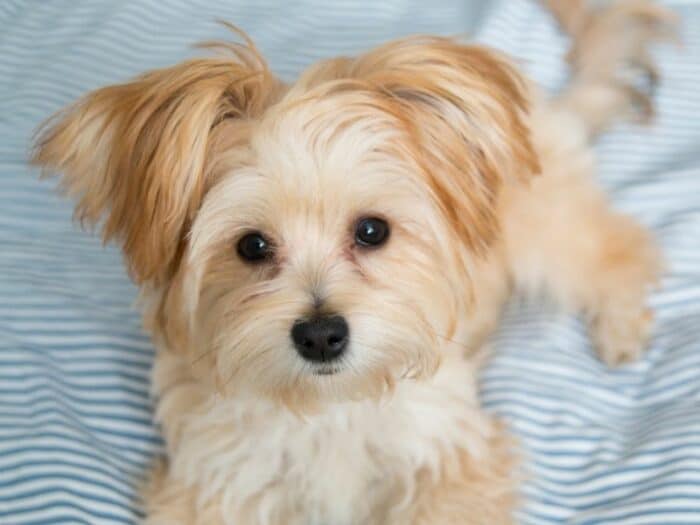 Morkie Puppy