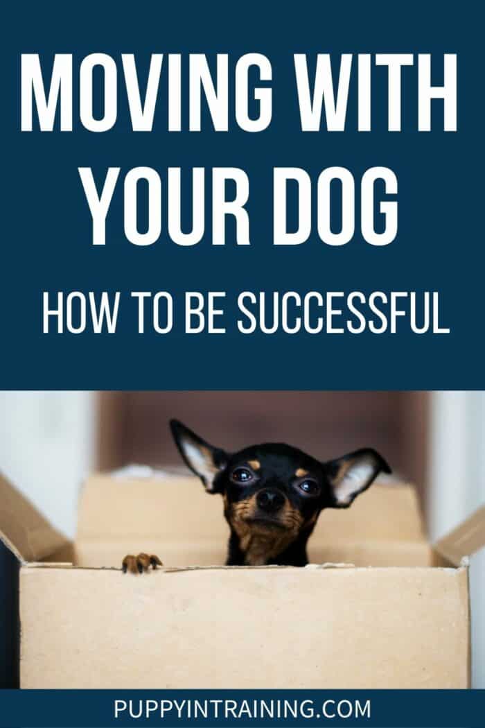 Moving With Your Dog - How To Be Successful - Puppy inside a box ready to move