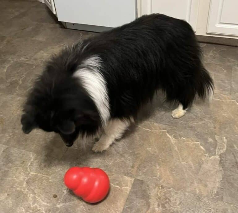 Murphy with Kong Wobbler