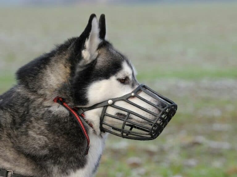 How To Muzzle Train a Dog (When a Dog Should Be Conditioned to a Dog Muzzle and How To Do It)