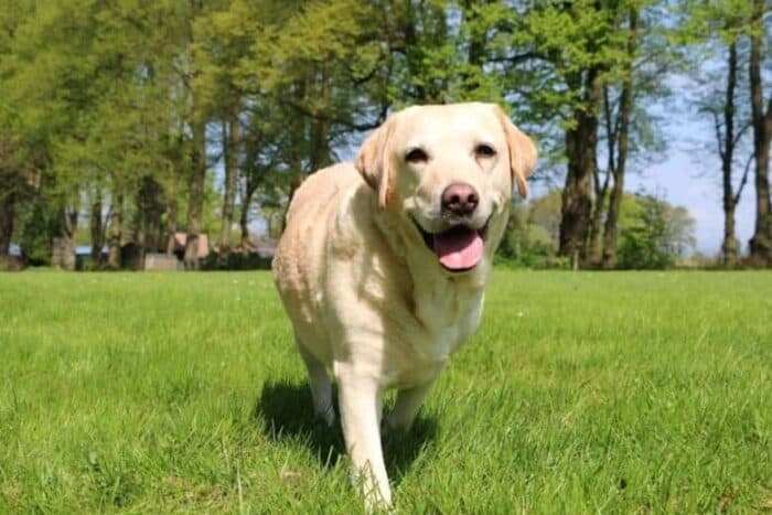 Yellow Lab Walking Through The Grass