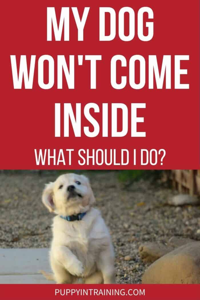 My Dog Won't Come Inside What Should I Do? - Golden puppy sitting but leaning backwards