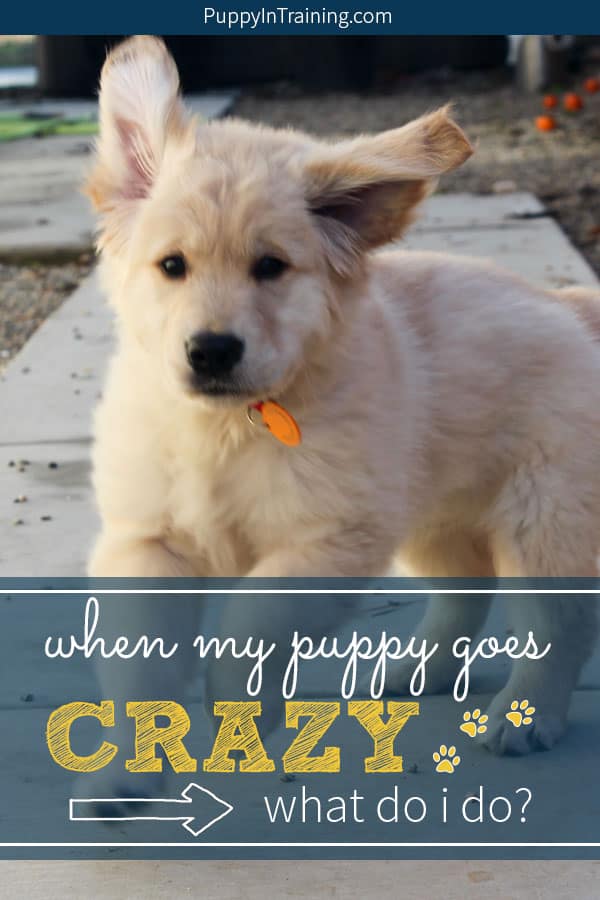 My puppy goes crazy sometimes! What do I do? We liked to call it the puppy zoomies. One minute your puppy is normal the next he’s bouncing off the walls, not listening and running like a mad puppy. Yep, it’s a case of the zoomies. Here are some things you can do that will help you puppy came down. #puppyzoomies #crazypuppy #puppyrunningaway #puppygoescrazy #puppyinattackmode #puppytraining #puppybiting