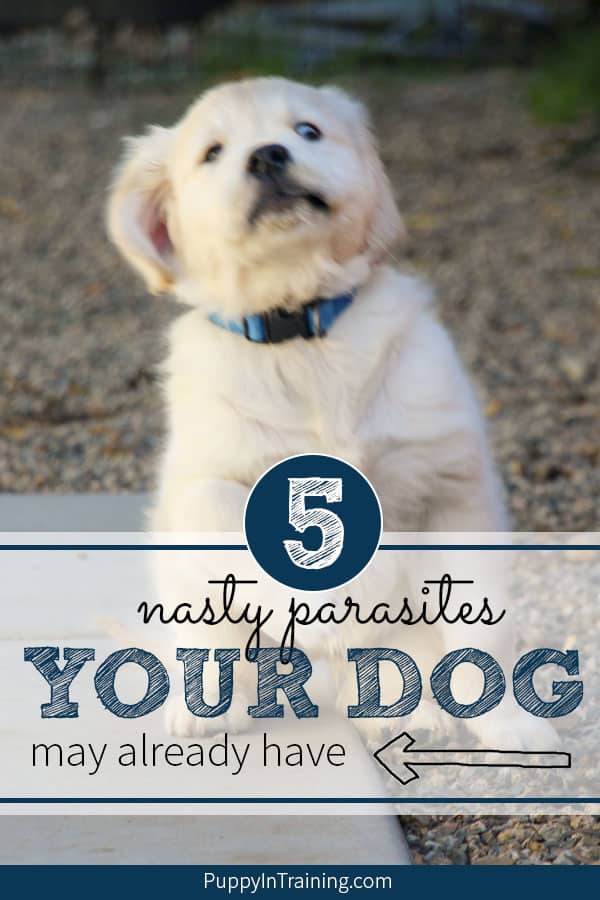 5 Nasty Parasites Your Dog May Already Have. Many of these little critters have preventative meds like flea an tick medication, heart worm meds. If you’e dog has fleas, ticks, hookworm, tapeworm, or heart worm make sure you consult your veterinarian on how to prevent or get rid of these nasty bugs. #heartworm #fleasondogs #ticksondogs #hookworms #tapeworm #fleamedication