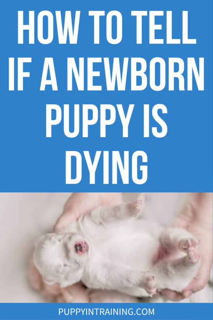 How To Tell If A Newborn Puppy Is Dying - White newborn puppy lying down in persons hands.