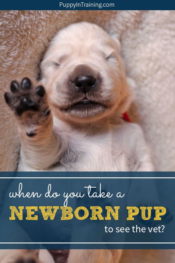 When do you take a newborn puppy to the Vet? One of our newborn Golden Retriever puppies got really sick in what seemed like the matter of hours. Based on his symptoms we had to make a quick question to take our little pup to the vet. #goldenretrieverpuppy #newbornpuppy #newbornpuppycare #newbornpuppypictures #newborngoldenretriever