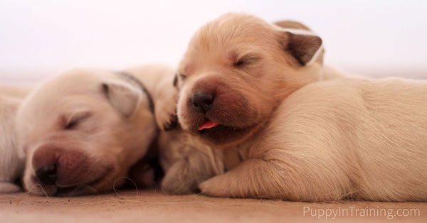 Newborn Golden Retriever puppies!