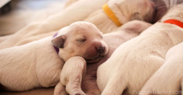 One of our Newborn Golden pups, Pippin taking a break from feeding time.