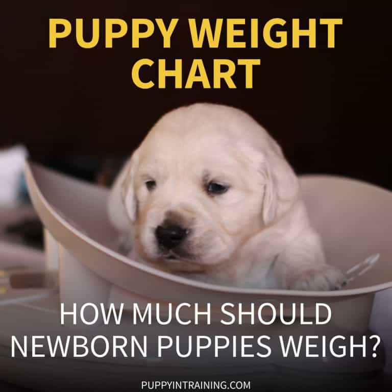 Puppy Weight Chart – How Much Weight Should A Newborn Puppy Gain Per Day?