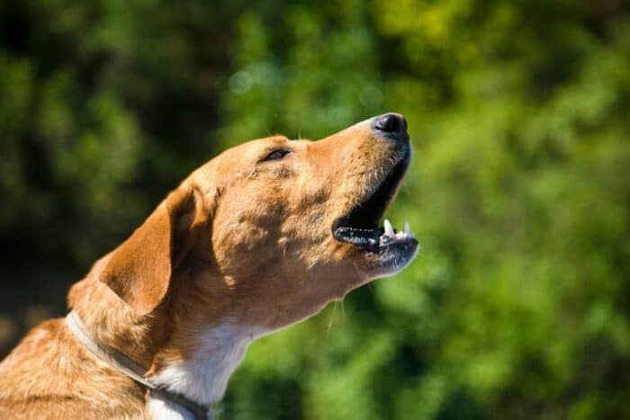 Orange colored dog barking with green background.