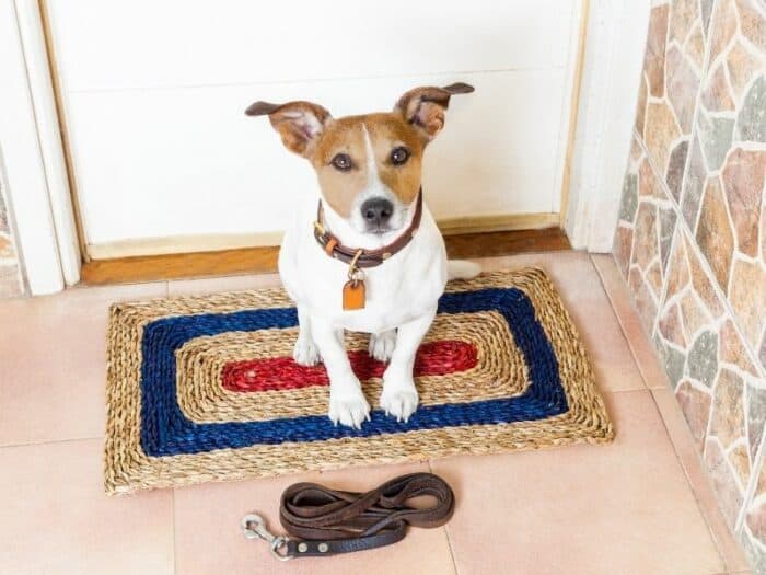 Off leash training - dog sitting on mat with leash in front of him.