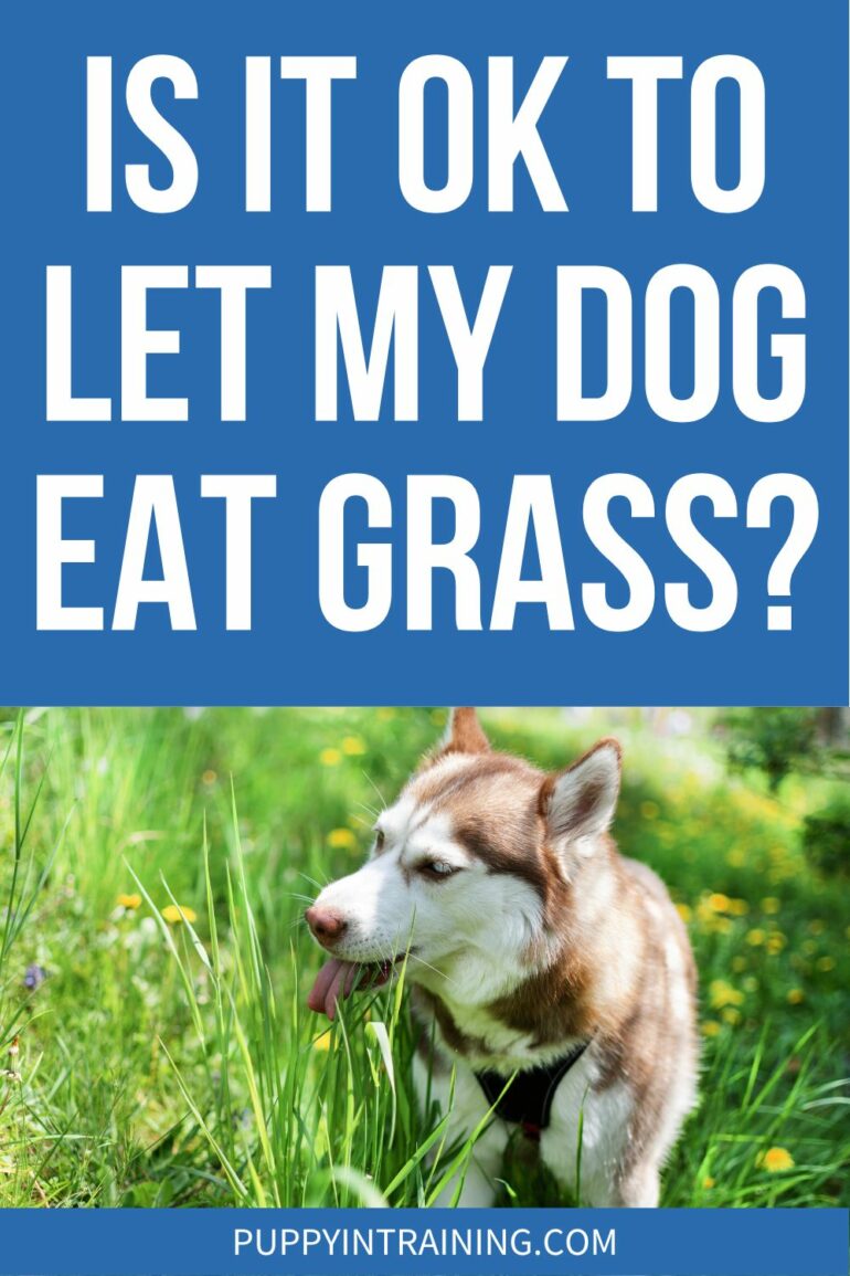 Is It OK To Let My Dog Eat Grass? - Husky eating long grass